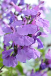 Salvia So Cool Purple